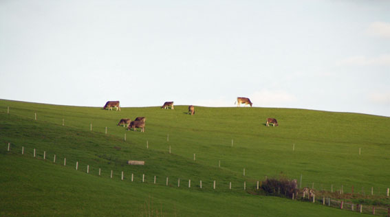 Vieh in Appenzell